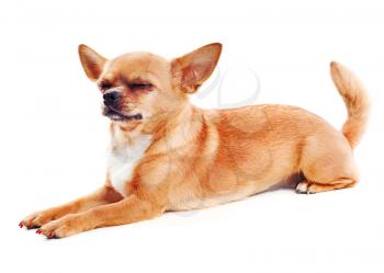 Red chihuahua dog isolated on white background.