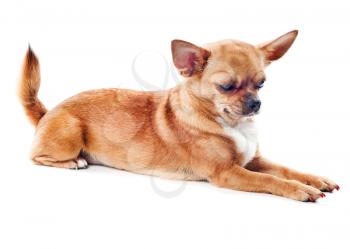 Red chihuahua dog isolated on white background.