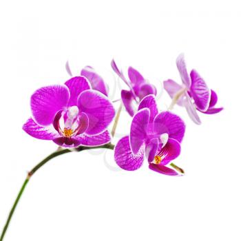 Very rare purple orchid isolated on white background. Closeup.