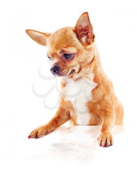 Red chihuahua dog isolated on white background. Closeup.