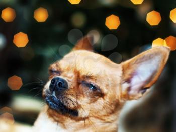 Red chihuahua dog on bokeh background. Closeup.