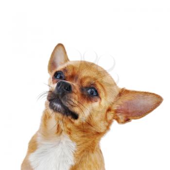 Red chihuahua dog isolated on white background. Closeup.