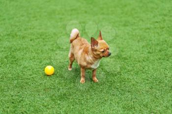 Red chihuahua dog on green grass. Selective focus.