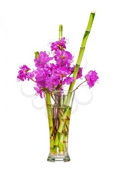Colorful flower bouquet from purple rhododendron flowers on branch and green bamboo arrangement centerpiece in glass vase isolated on white background. Closeup.