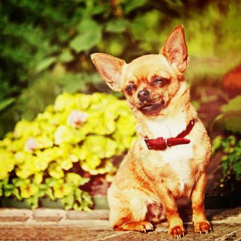 Red chihuahua dog siting on granite pedestal with retro filter effect.