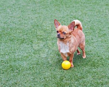 Red chihuahua dog and yellow ball on green grass. 