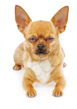 Chihuahua dog isolated on white background. Closeup.