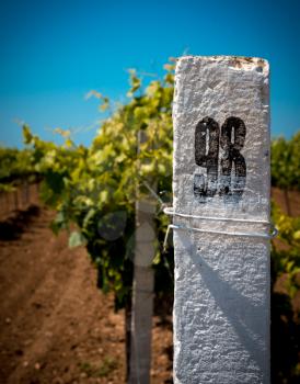White column on a background of blue sky and the vineyard, agriculture tinted background.