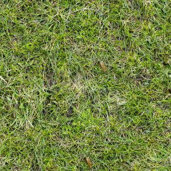 Grass Seamless Tileable Texture.