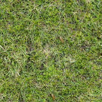 Grass Seamless Tileable Texture.