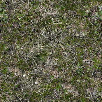 Grass Seamless Tileable Texture.