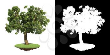 Green Tree on Grass Isolated on White Background with Detail Raster Mask.