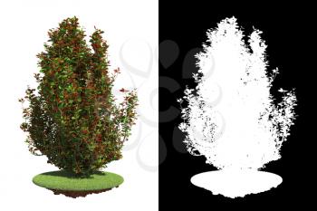 Green Bush with Red Leaves on Grass Isolated on White Background with Detail Raster Mask.