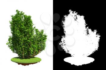 Spring Bush Isolated on White Background with Detail Raster Mask.