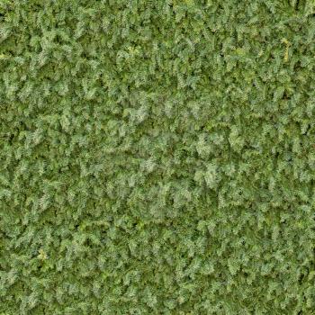 Green Coniferous Branches Surface. Seamless Tileable Texture.