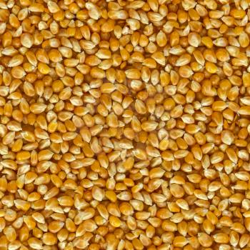 Corn Grains of  Close Up Background. Seamless Tileable Texture.
