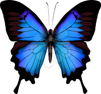 Blue butterfly papilio ulysses (Mountain Swallowtail) isolated vector on white background
