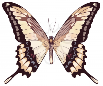 Isolated Light Butterfly VectorIllustration