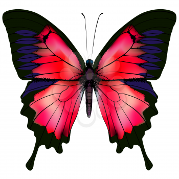 Butterfly. Vector illustration of beautiful red butterfly isolated on white background
