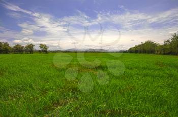 Royalty Free Photo of a Rice Field