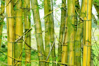 Royalty Free Photo of Bamboo