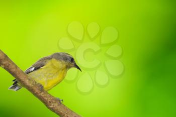 Royalty Free Photo of a Bananaquit (Coereba Flaveola) on a Tree Branch