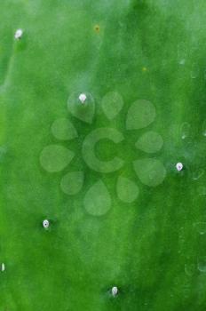 Royalty Free Photo of a Cactus Leaf