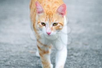 Cute house cat walking on the driveway