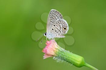 Beautiful and tiny Ceraunus Blue butterfly on a wild flower
 