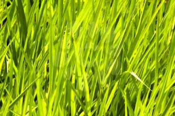 Macro shot of lushly green grass