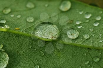 Macro shot of rain drops on a green leaf