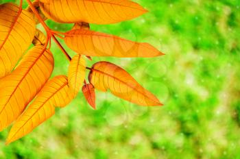 Golden leaves over a green background