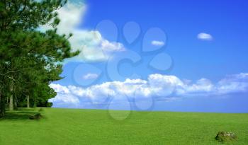 Green grass  and pine trees with  a beautiful blue sky and white clouds