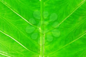 Macro shot of a beautiful green leaf with clearly marked veins