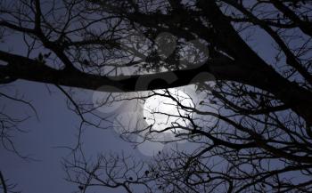 Real bright full moon behind some tree branches