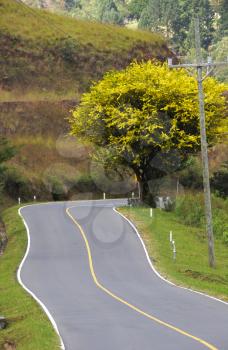 Rural country road with a beautiful macano tree in full bloom