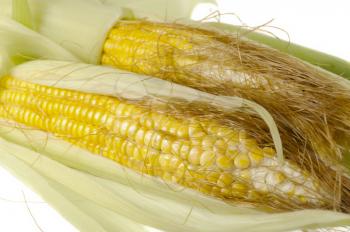  yellow corn cobs isolated on white 