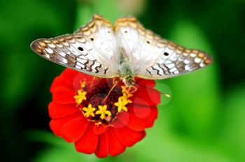 Beautiful white Peacock (Anartia jatrophae)  butterfly perched on a  red flower