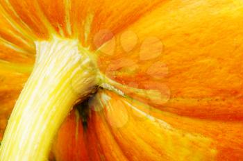 Macro of the stem and top of a pumpkin