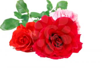 Beautiful roses isolated on a white background