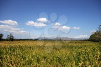  Rice field with mountains in the background and a blue sky