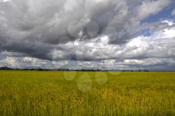 Beautiful rice field in the middle of the Panamanian countryside with a dramatic sky