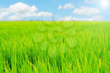 Beautiful rice field with a vibrant blue sky and the sun shining