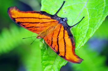 Beautiful Ruddy Dagerwing (Marpesia petreus) butterfly over a leaf