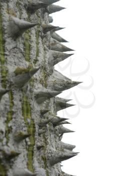 Macro shot of thorns on a tree bark isolated on white