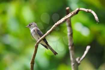 Tiny Tropical Pewee perched on a tree branches ready to catch flies inside the rain forest of Panama