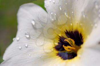 Macro shot of a white and yellow flower