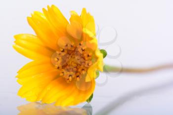 Small yellow flower isolated on white with reflection