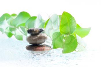 Aromatic eucalyptus leaves  and Zen stones  with rain drops isolated on white