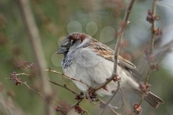 Close up of a male House Sparrow (Passer domesticus) perched on a tree